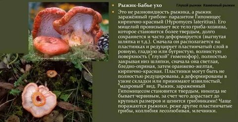 Рыжик гриб съедобный описание
