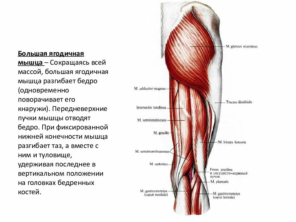 Мышца таза разгибающая бедро