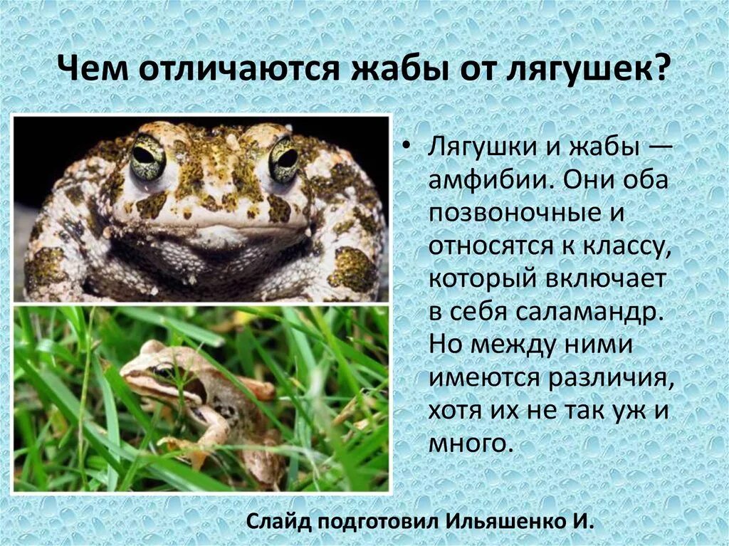 Чем лягушка отличается от жабы 2. Различия лягушки и жабы. жаба и лягушка отличия. отличие жабы от лягушки. сходство и различие лягушки.