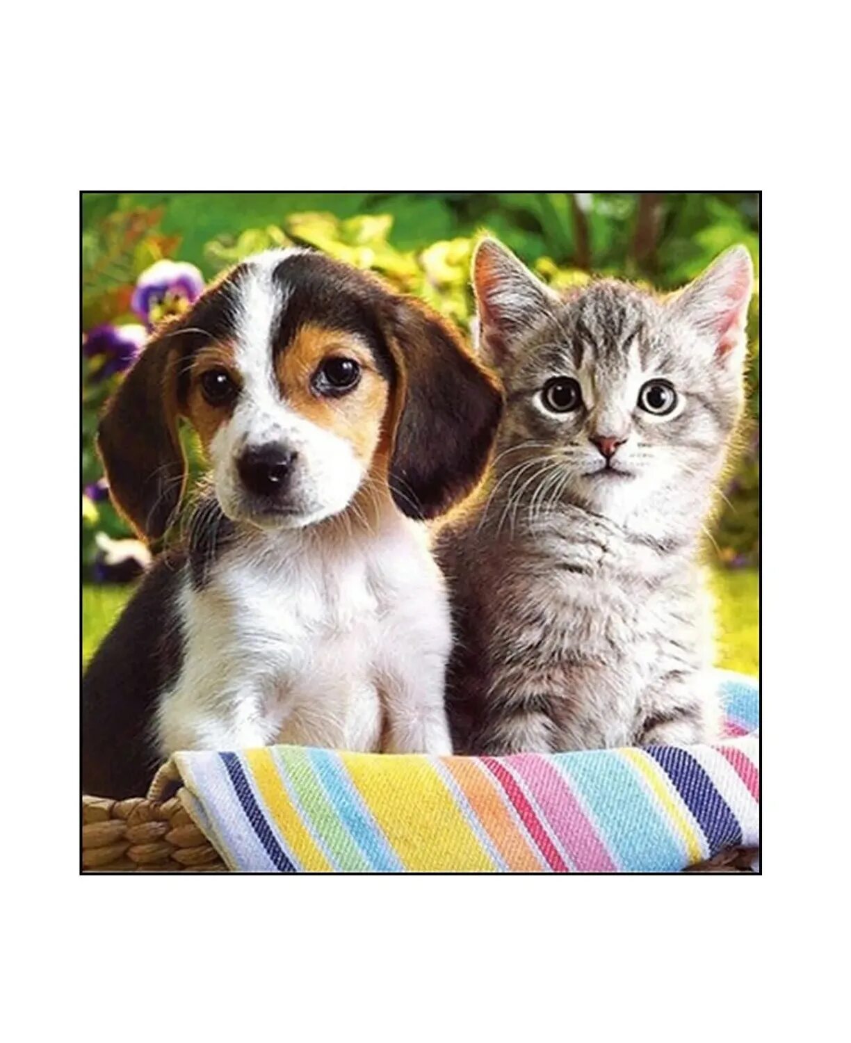 Котик та собачка. Собачки и кошечки. красивые домашние животные. милые котята и щенки. красивые котята и собачка.