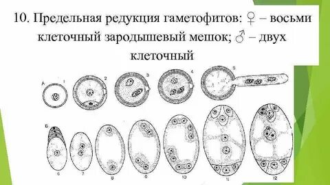 Женский гаметофит это