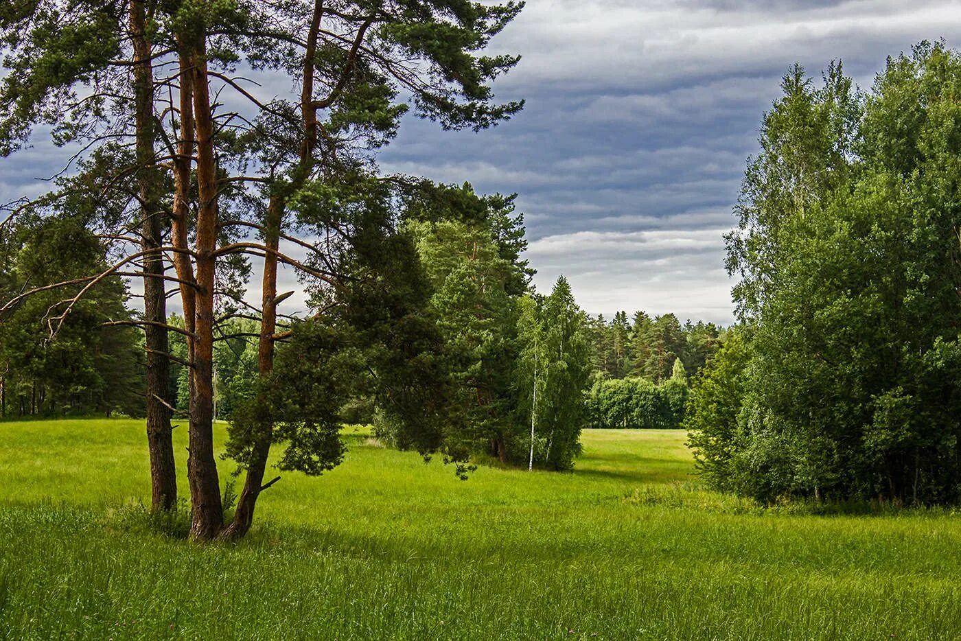 Лесная Поляна Сосновый Бор. Белоруссия лес опушка. Лесная Поляна Беларусь. Лес Поляна опушка. Лес летом план