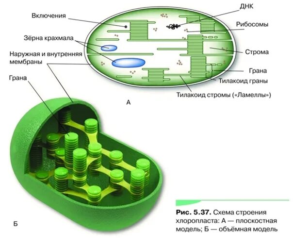 Строение хлоропласта ЕГЭ. Строение хлоропласта ЕГЭ биология. Строение хлоропласта и ее функции. Внутреннее строение хлоропласта. Уровень организации хлоропласта