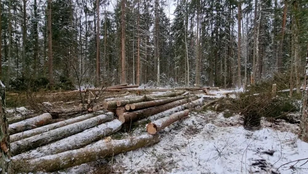 Махинации с лесом. Заготовка леса. Вырубка лесов. Вырубка леса в Архангельской области. Незаконная рубка.