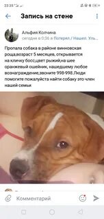 Скинул собаку