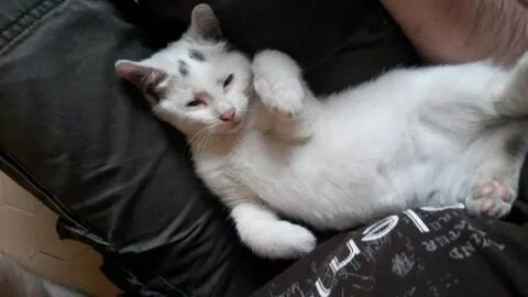 Котенок и его человек 2