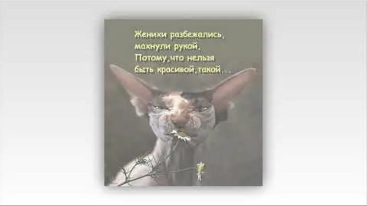 Кто пел потому что нельзя. Женихи разбежались. Женихи разбежались махнули рукой. Потому что нельзя быть красивой такой картинки. Потому что нельзя быть красивой такой женихи разбежались.