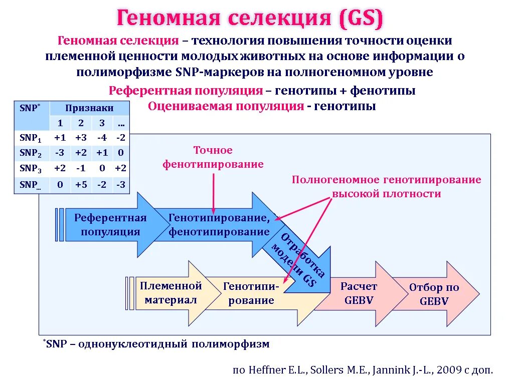 Основные методы селекции растений и животных - Популяционновидовой уровень орган