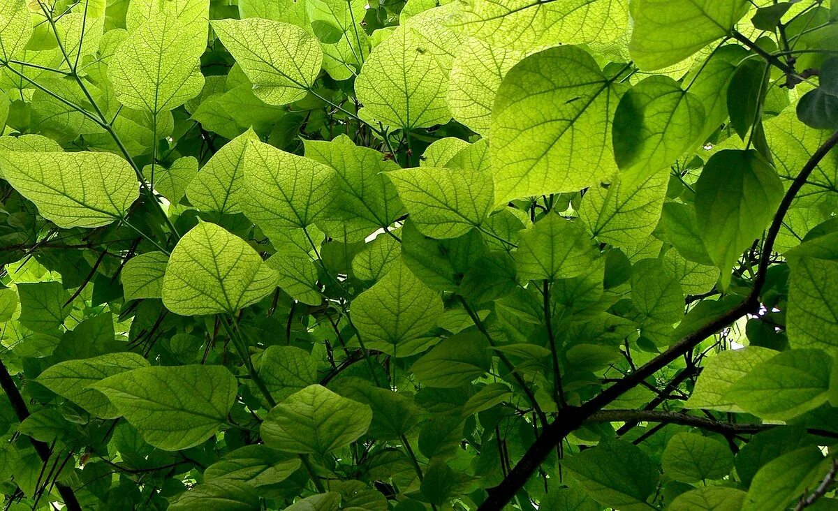 Бледно зеленый цвет листьев. Листва. Листья кустарников. Зеленый куст. Крупные зеленые листья.
