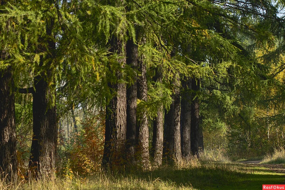 лиственница сибирская линдуловская роща. кедр ель сосна лиственница. верхний ярус у сосны. лиственница шишки и хвоинки. лиственница ярус.