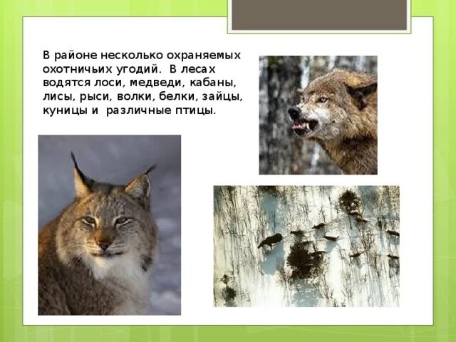 Тайге водятся волки рыси куницы хищные животные