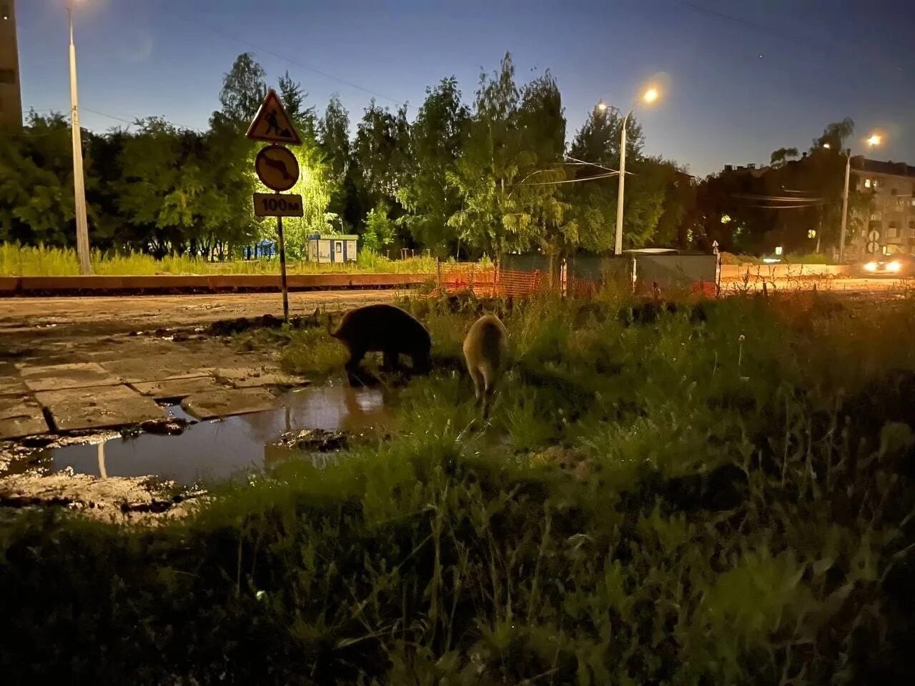 Чебоксары погулять. Кабаны в Самарской области. Кабан в городе. Город зверей.