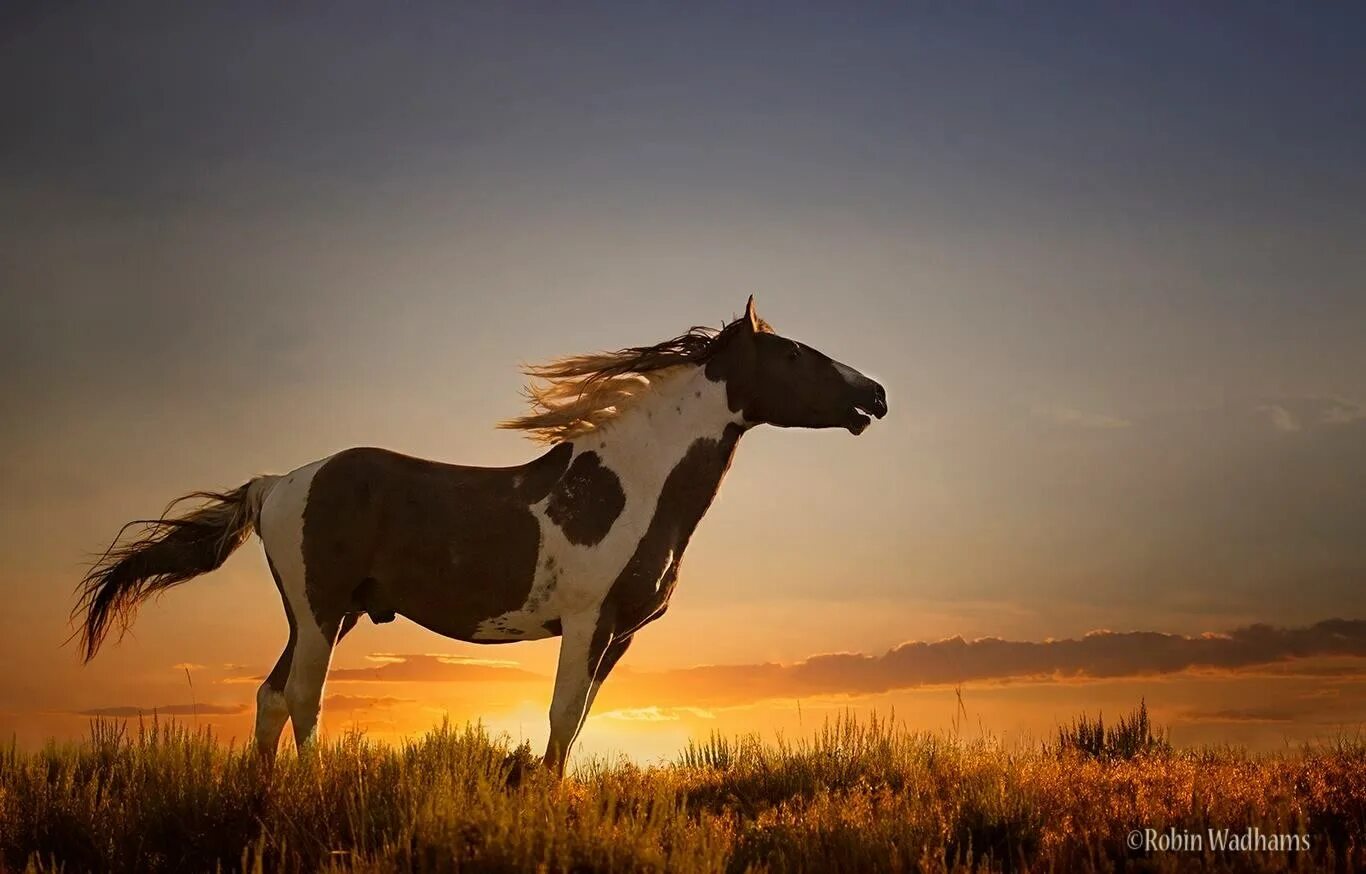 Called horse. Пегий Мустанг. Мустанг одичавшая лошадь. Мустанги Дикие лошади. Кигер Мустанг Пегий.