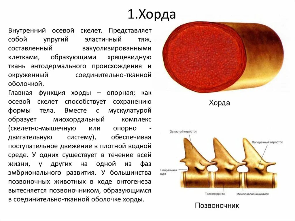 Наличие хорды у человека. Хорда позвоночных. Хорда биология. Хорда у животных. Внутренний осевойскеет.