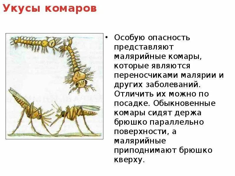 Малярия укусы комаров. Укус комара малярийног. Малярийный комар опасность. Комар переносчик малярии малярийный комар. Укусил малярийный комар.