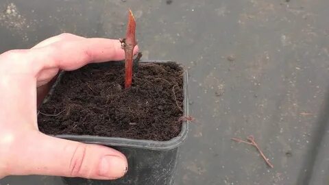 Черенок винограда где верх где низ