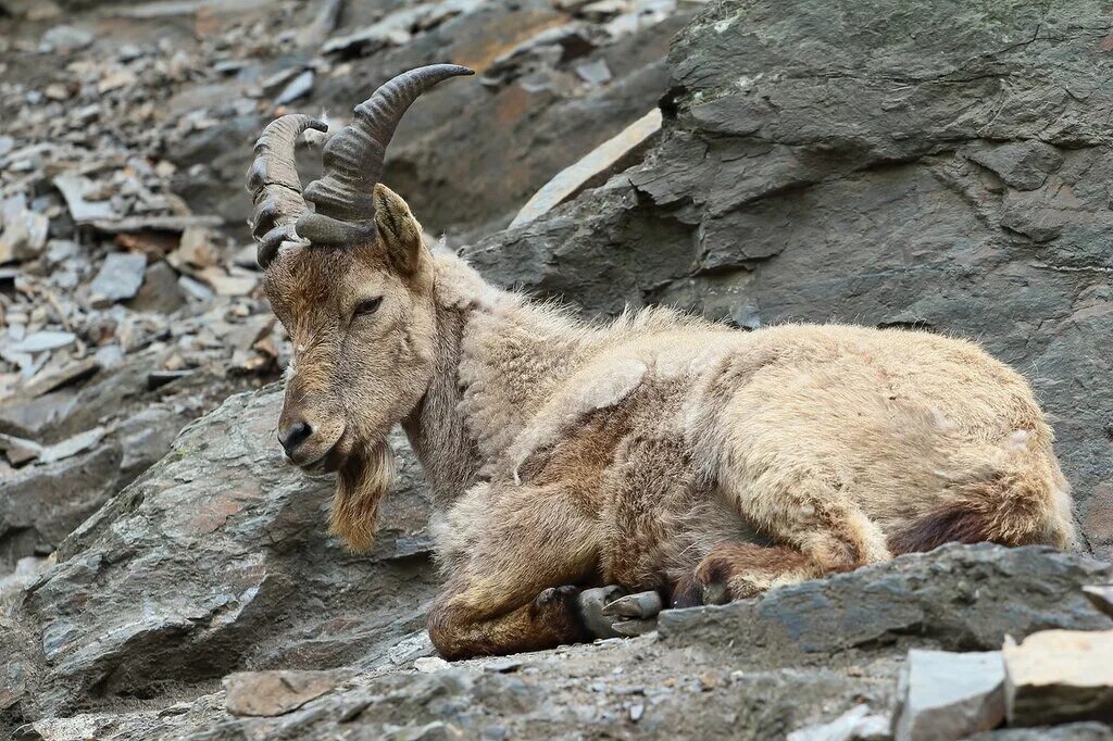 горный козёл ареал. горные козлы ибексы. горный козел сканворд. горный козел ибекс. нубийский горный козёл козлы.