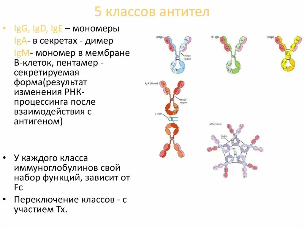 Определение иммуноглобулинов g. Антитела 5 классов микробиология. Функции антител таблица. Антитела иммуноглобулины классы иммуноглобулинов. Типы антител и их функции.