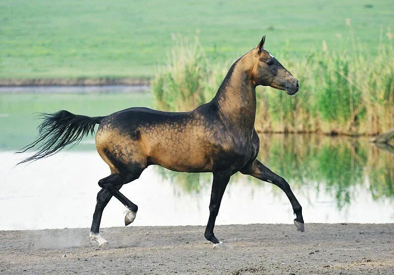 Шагающая лошадь. Мелекуш ахалтекинец. Ахалтекинская лошадь Аппалуза. Ахалтекинская чистокровная лошадь. Гнедой ахалтекинец.