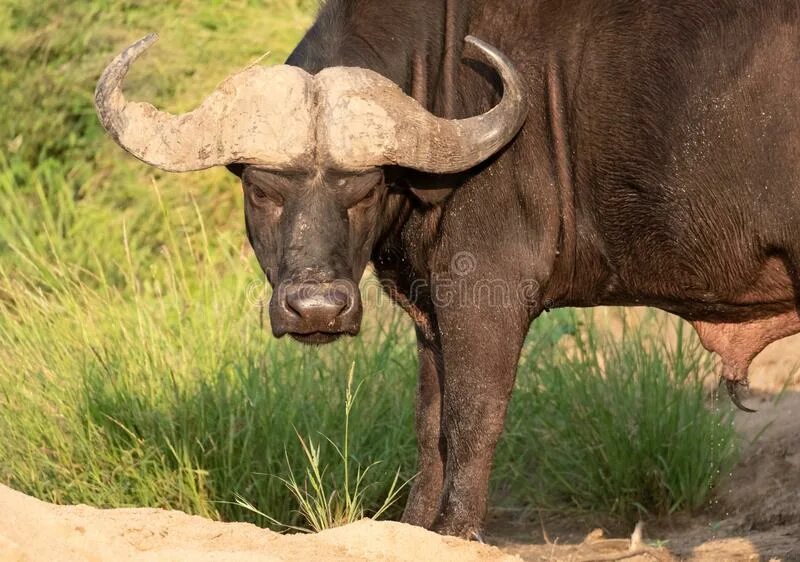 Buffalo чисто папа. Look Buffalo фото. Angry Bufalo. Как выглядит детеныш буйвола. Обои LOOKBUFFALO.