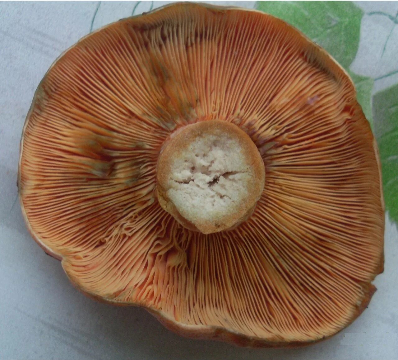 Рыжик Сосновый/Боровой (Lactarius deliciosus);. Рыжики пластинчатые грибы. Рыжики грибы ложные. Рыжик гриб синеет. Черный рыжик
