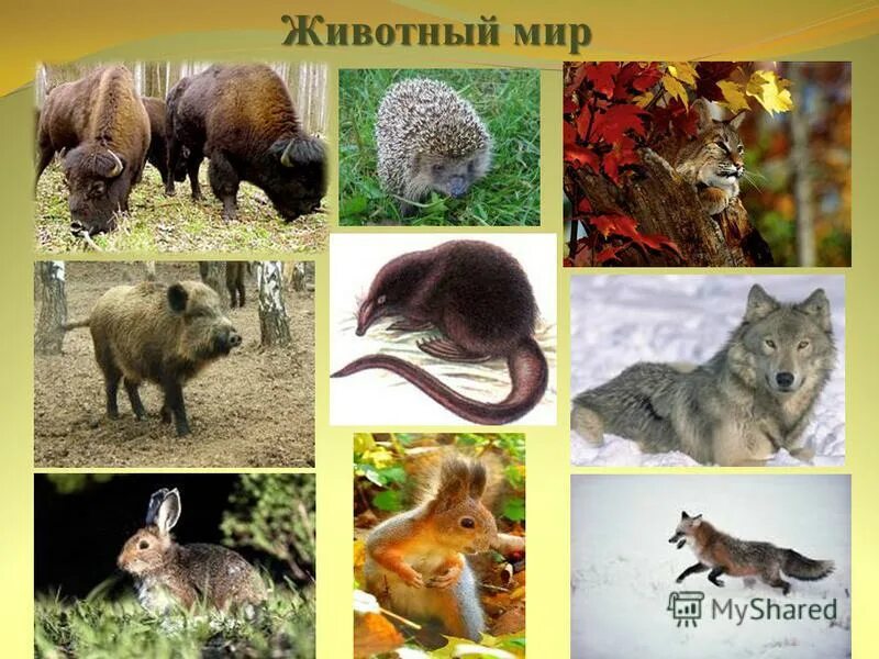 Зона смешанных и широколиственных лесов животные. Зона смешанных и широколиственных лесов животные. Растительноядные животные широколиственного леса. Животные лесов представители. Животный мир смешанных и широколиственных лесов в россии.