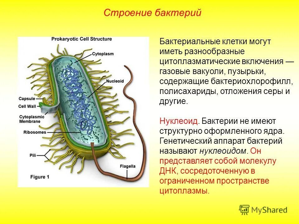 Клетки большинства бактерий можно. Строение бактериальной клетки. Описание строения бактериальной клетки. Прокариотическая клетка bacteria. Строение клетки прокариот бактерии.