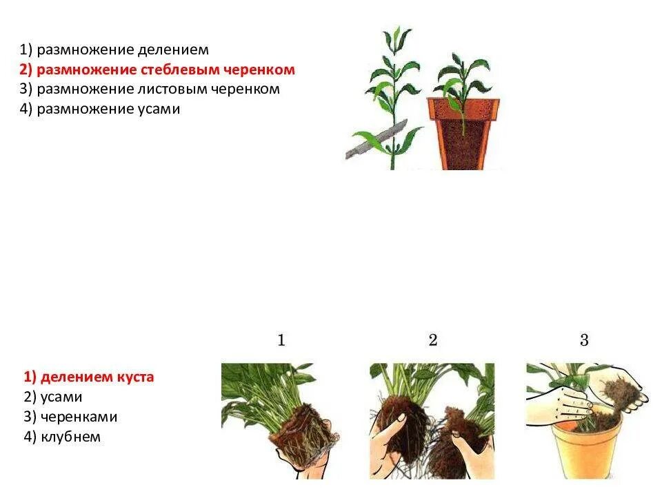 Как размножаются комнатные цветы. Размножение комнатных растений делением. Размножение комнатных растений делением куста. Вегетативное размножение растений делением куста. Листовое вегетативное размножение.