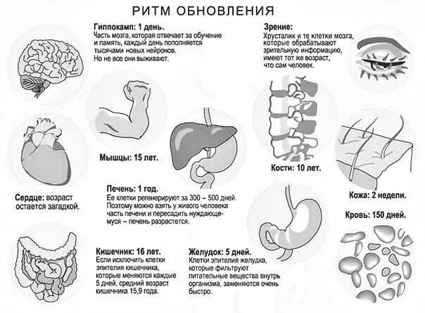 Обновление клеток в организме человека. Ритмы обновления человеческого организма. Ритм обновления органов. Обновление органов человека сроки. С какой частотой обновляются кости