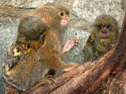 Small monkey