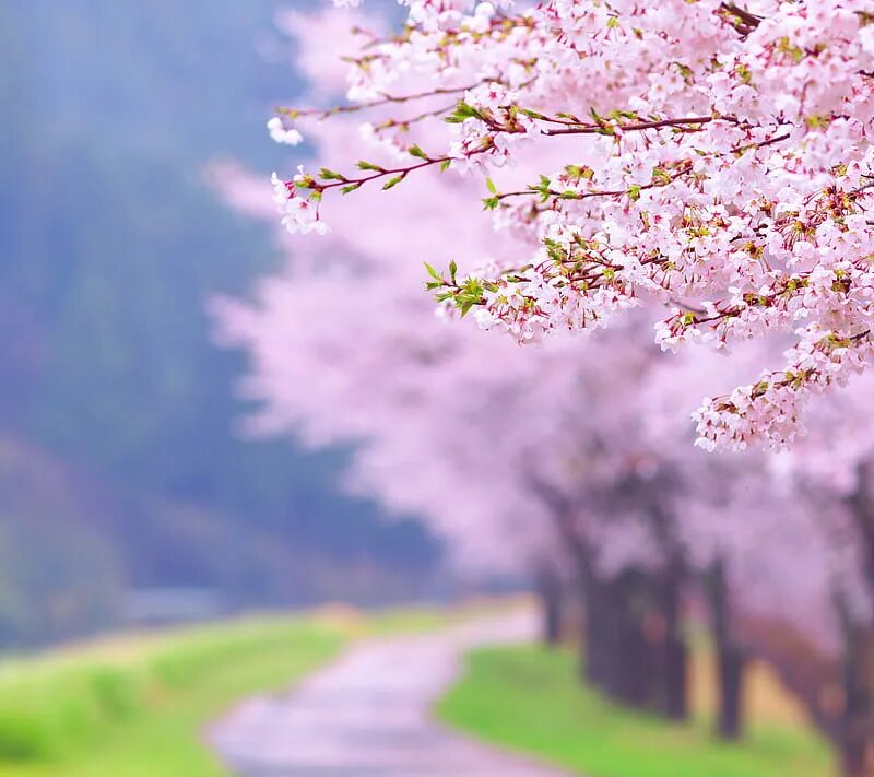Сакура на ветру. Natures Beauty Сакура. Падающие цветы Сакуры. Весенняя природа с нежными оттенками 2 класс.