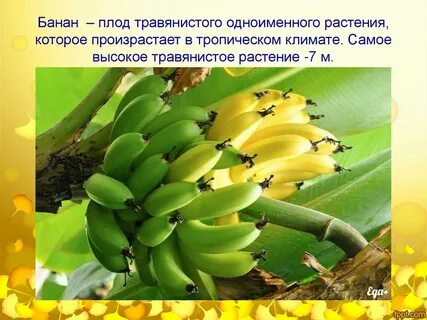Плоды травянистых растений
