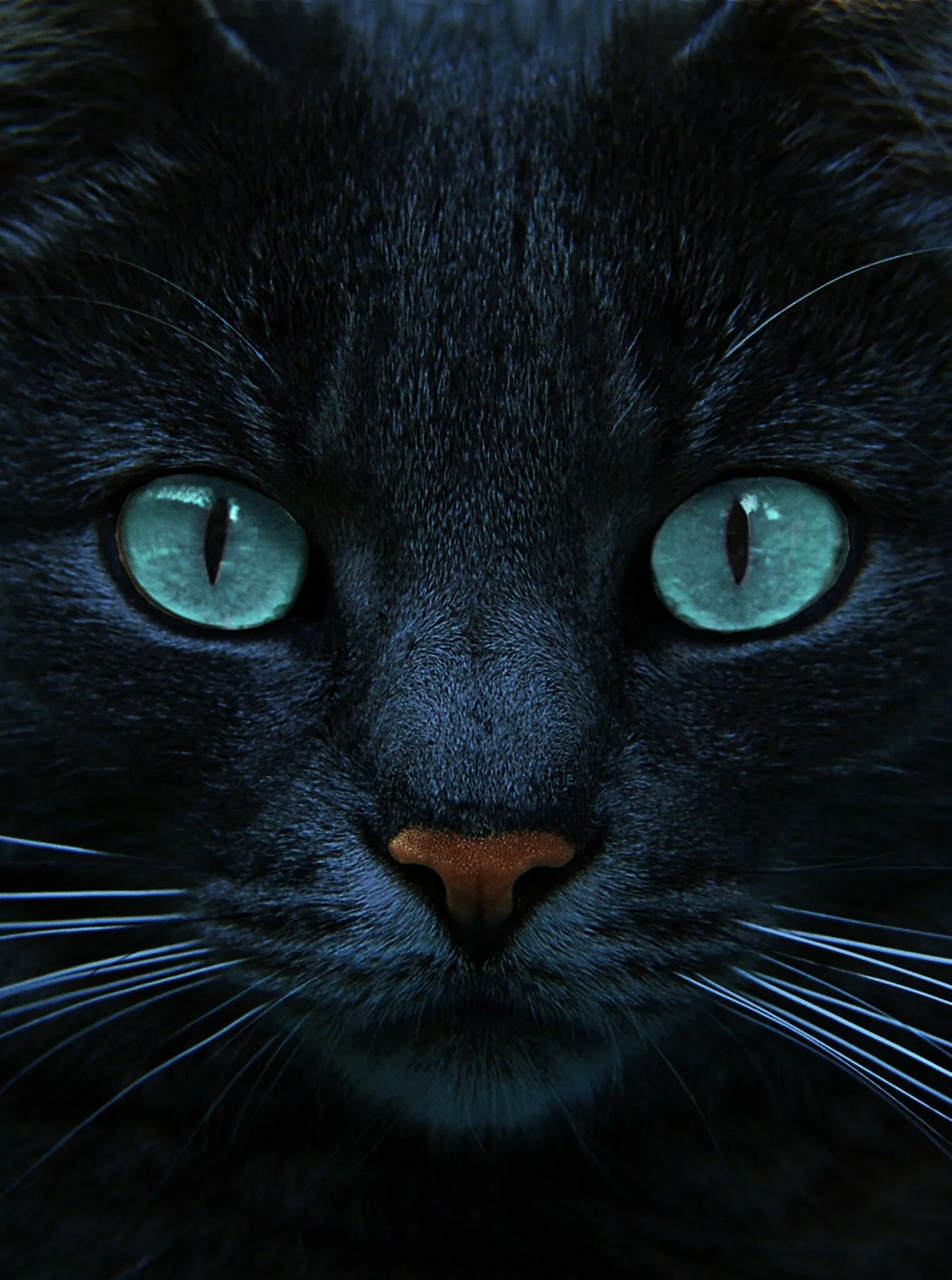 Охос азулес кошка черная. Черный кот с голубыми глазами. Чёрная кошка с голубыми глазами. Кошачий глаз. Black cat eye