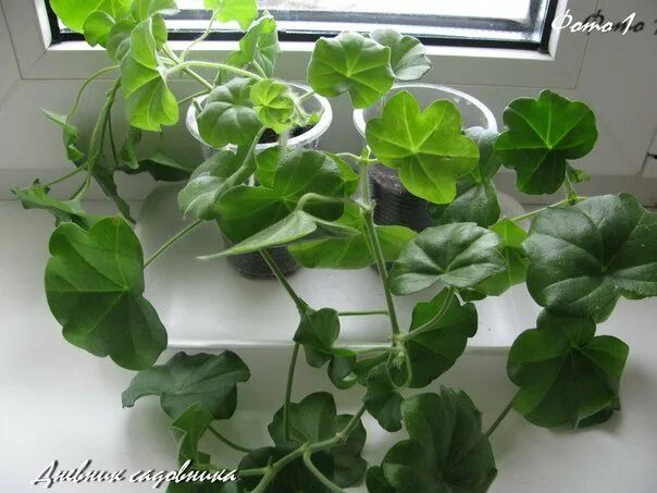 Черенкуем ампельную герань. Как черенковать плющелистную пеларгонию. Плющелистная пеларгония черенок. Плющелистная пеларгония черенкование. Плющелистная пеларгония черенок.