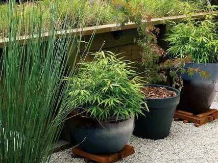 Read garden