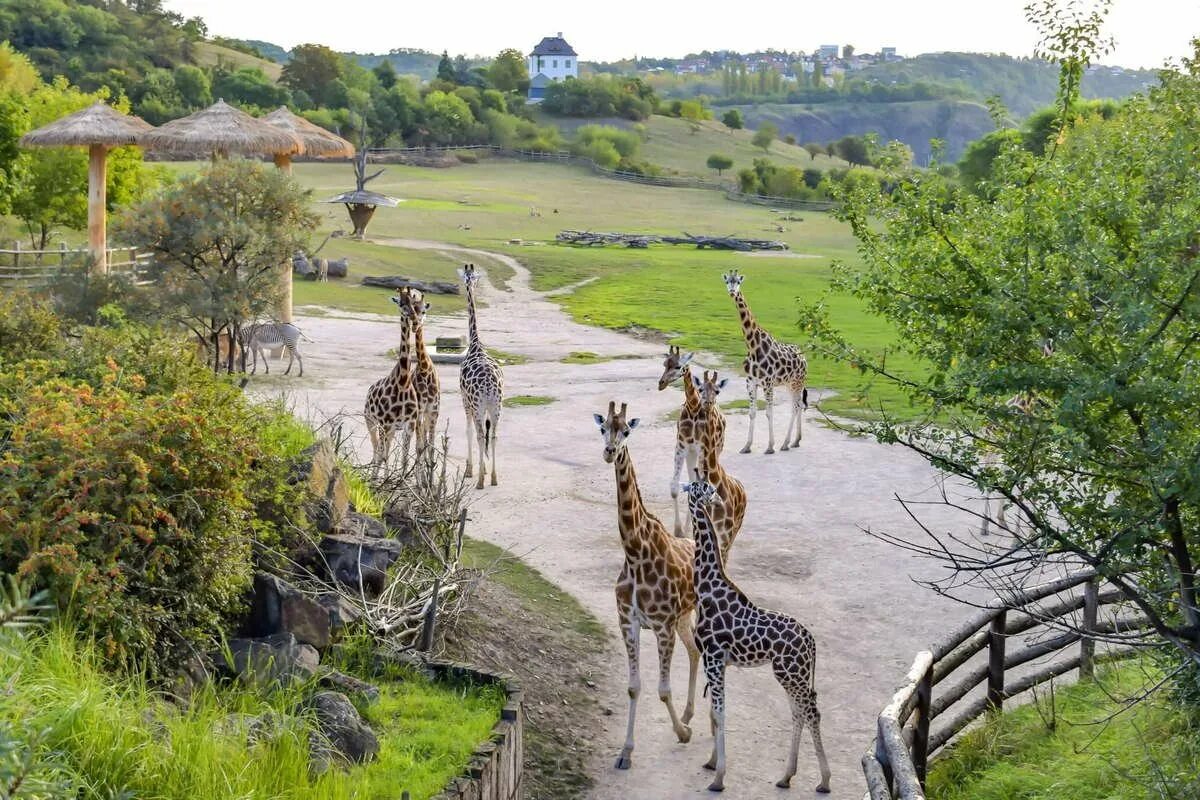 Zoo animals park. Зоопарк в Чехии Прага. Пражский зоопарк Чехия парк. Пражский зоопарк (г. Прага). Чешский зоопарк Прага территория.