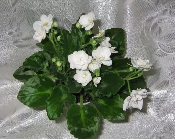 Фиалка white madonna. Фиалка белая мадонна. Фиалка белая мадонна. Фиалка белая мадонна. Фиалка white madonna.