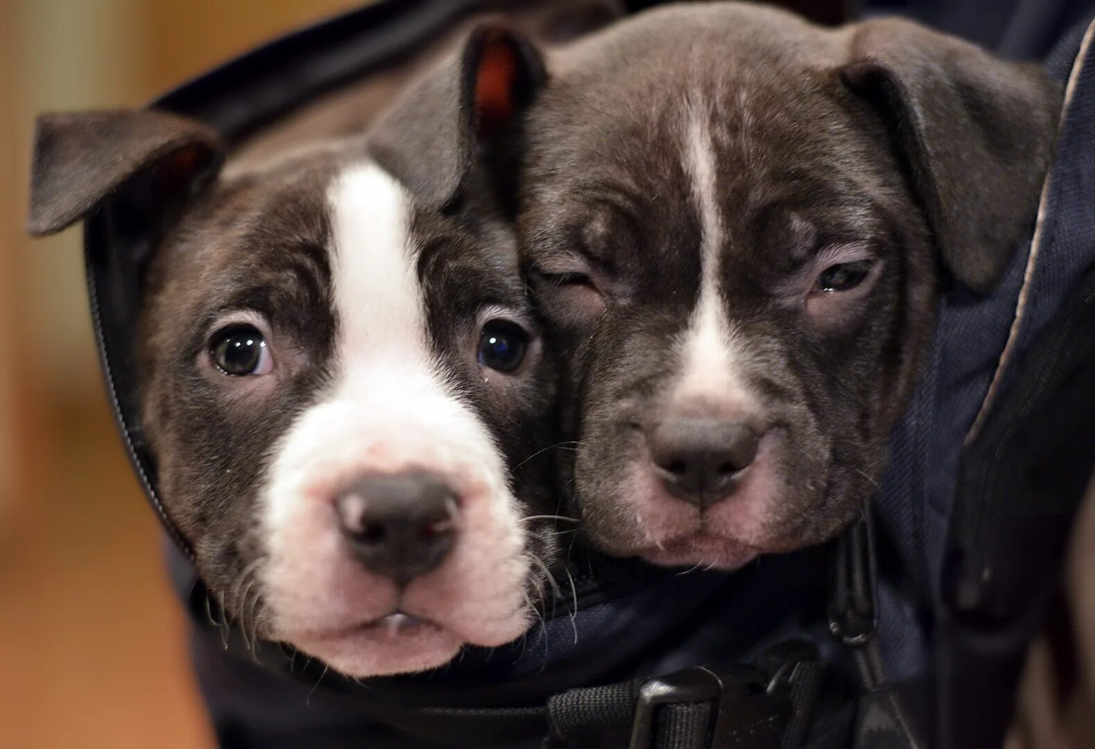 щенки питбуля слепые. раздают щенков бесплатно питбулей. питомник питбулей в москве. питбуль в добрые руки. питбуль в добрые руки.