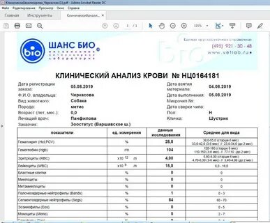 Сегментоядерные нейтрофилы у собаки