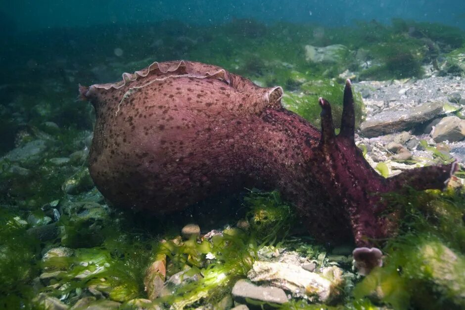 Моллюском аплизией. Морской заяц моллюск аплизия. Морской заяц Aplysia. Морской заяц Голожаберник. Аплизия морской кролик.