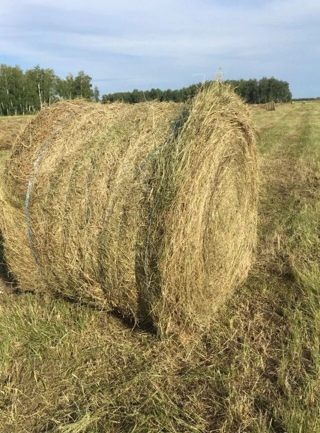 Купить сено в рулонах на авито. Рулоны сена 400 кг. Сено в рулонах. Рулон сена 350 кг. Сено в рулонах 350кг.