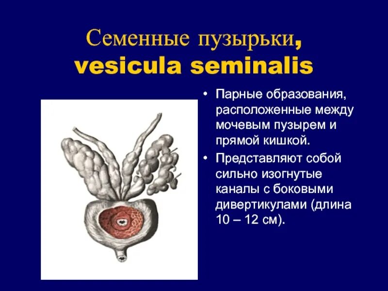 Семенные пузырьки топография. Семенные пузырьки анатомия. Образования семенных пузырьков. Семенные пузырьки находятся.