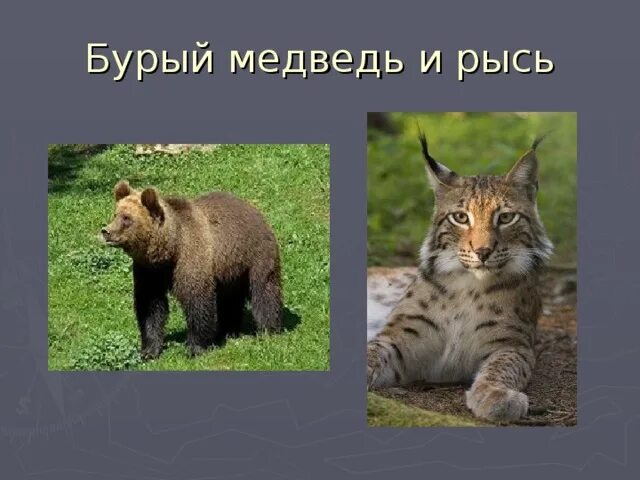 Канадская рысь бурый медведь лось. Рысь и медведь. Бурый медведь и Рысь. Рысь волк медведь. Волк, лисица, Росомаха, Рысь, бурый медведь.