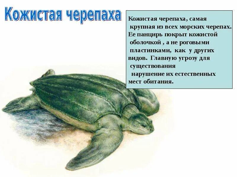Сообщение про морскую черепаху 4 класс