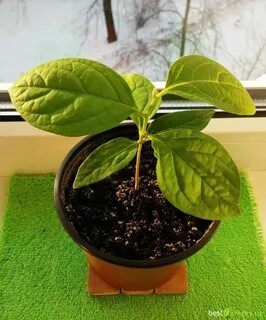 Хурма из косточки