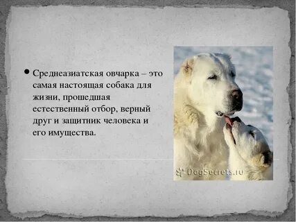 Алабай собака характеристика
