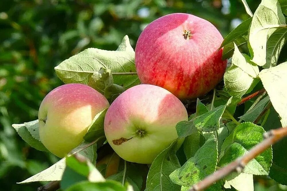 Купить яблоня мельба. Яблоня Мелба ред. Сорт яблони Мельба. Сорт яблок Мельба. Яблоня Мелба позднелетний.