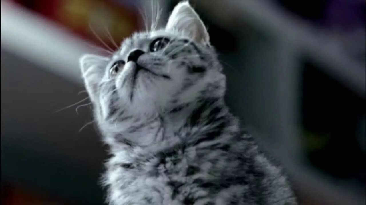 Музыка из рекламы вискас. Кот из рекламы. Котенок из рекламы вискас. Кот из вискаса. Котенок из рекламы тут тоже пусто.