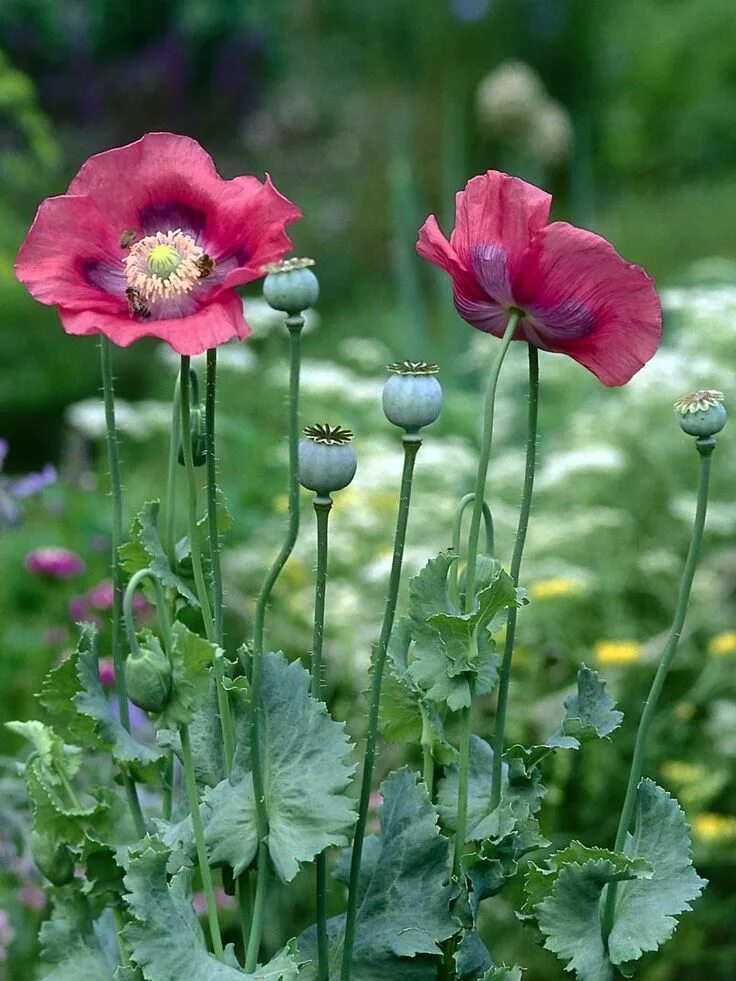 20 Great American Wildflowers and Where to Find Them Beautiful flowers, Wild flo