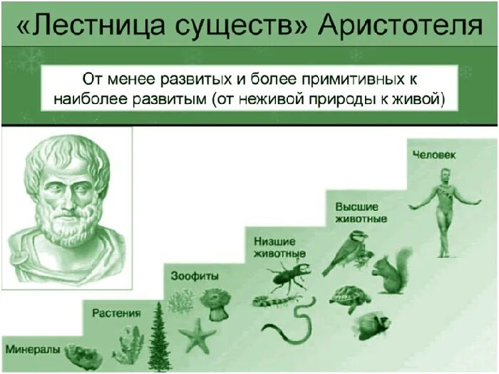 Систематика животных по Аристотелю. Лестница существ Аристотеля. Классификация организмов Аристотеля.